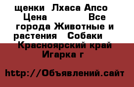 щенки  Лхаса Апсо › Цена ­ 20 000 - Все города Животные и растения » Собаки   . Красноярский край,Игарка г.